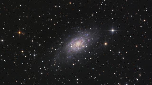 NGC 2403 in der Giraffe