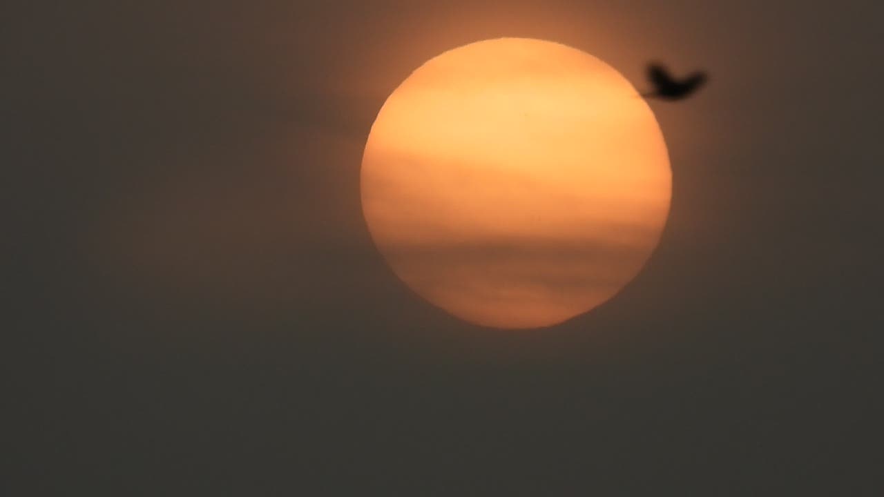Staubiger Sonnenaufgang mit Vogel