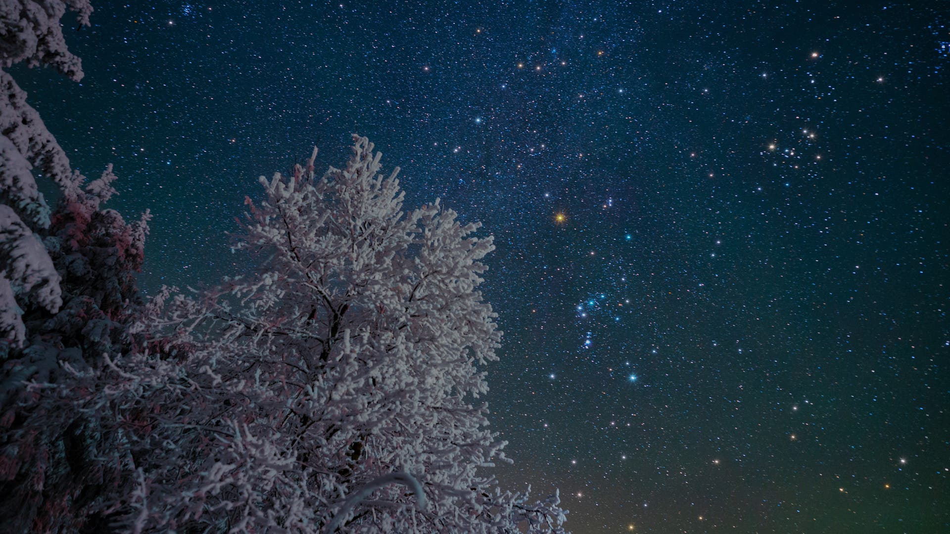Sternbild Orion zwischen verschneiten Bäumen 