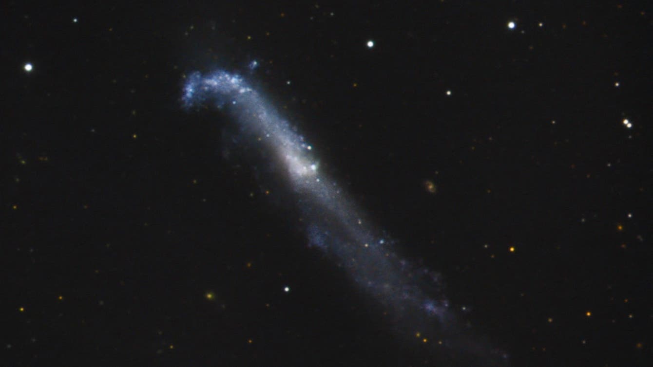 NGC 4656 / NGC 4657 in den Jagdhunden - Spektrum der Wissenschaft