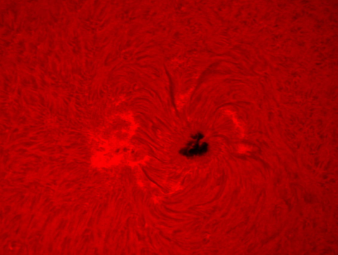 Sonnenfleck AR12529 am 12. April 2016 in der H-Alpha-Linie