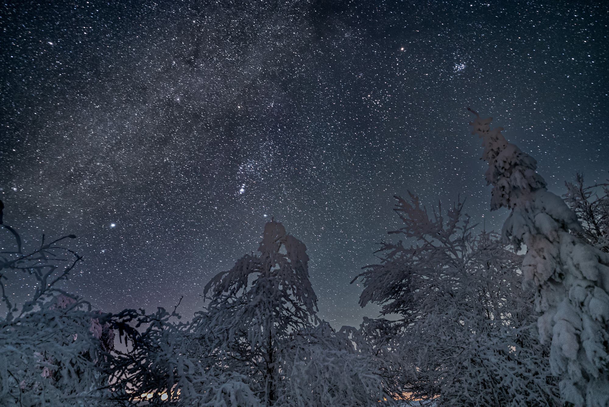 Schneeüberzogene Bäume mit Orion