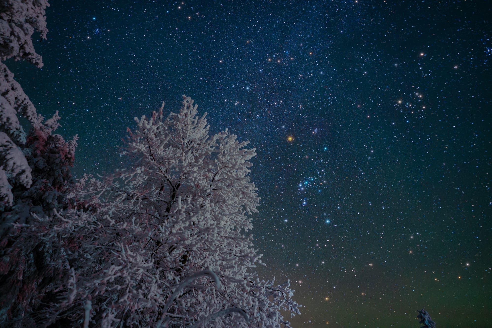 Sternbild Orion zwischen verschneiten Bäumen 
