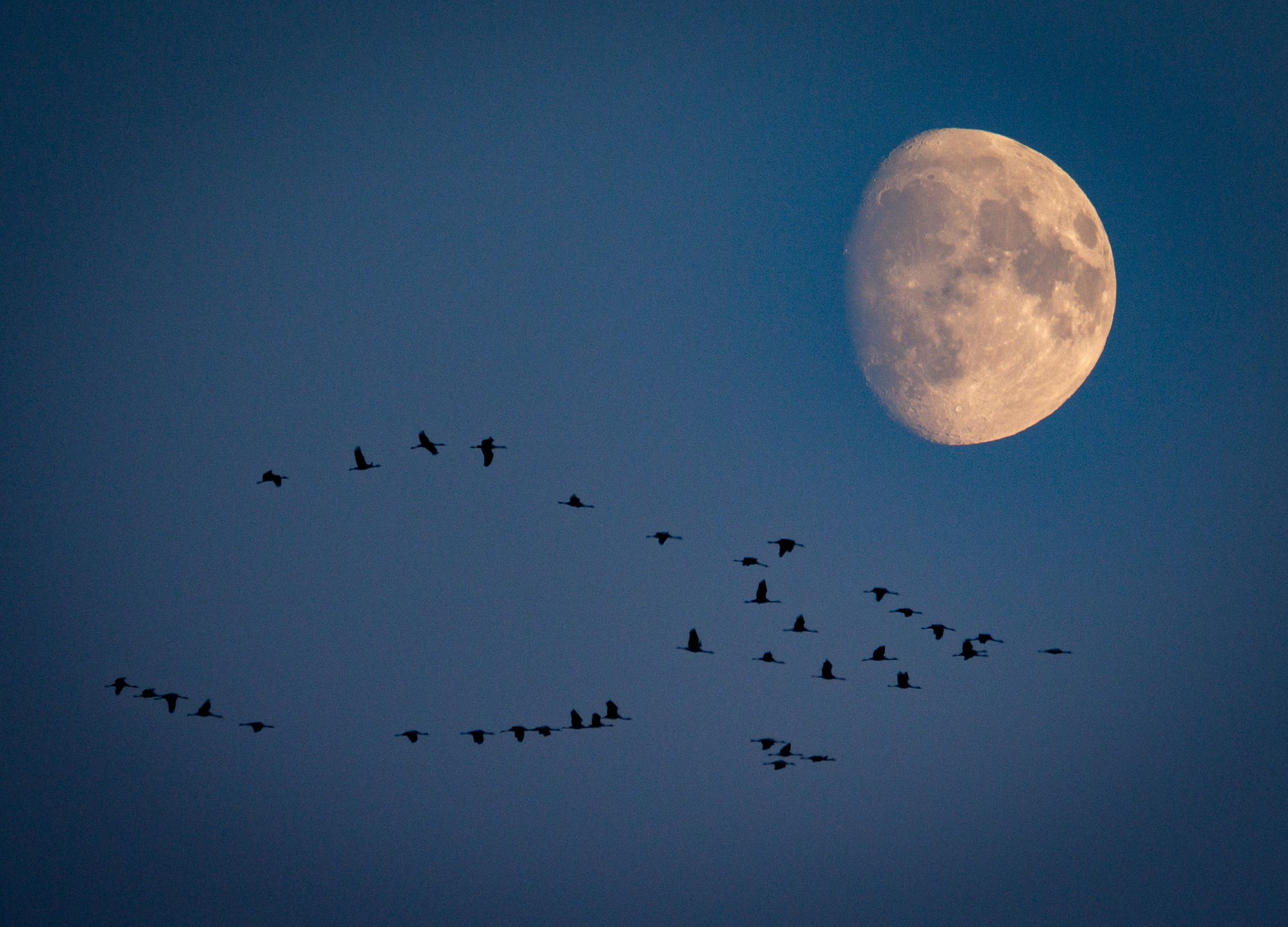 Kranichzug am Vollmond am 14. September 2024