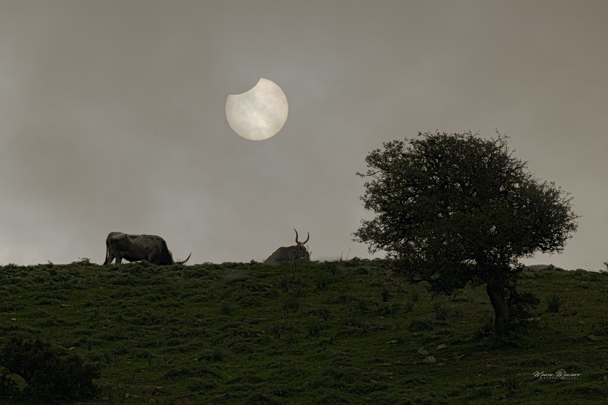 Sun Eclipse and Bulls