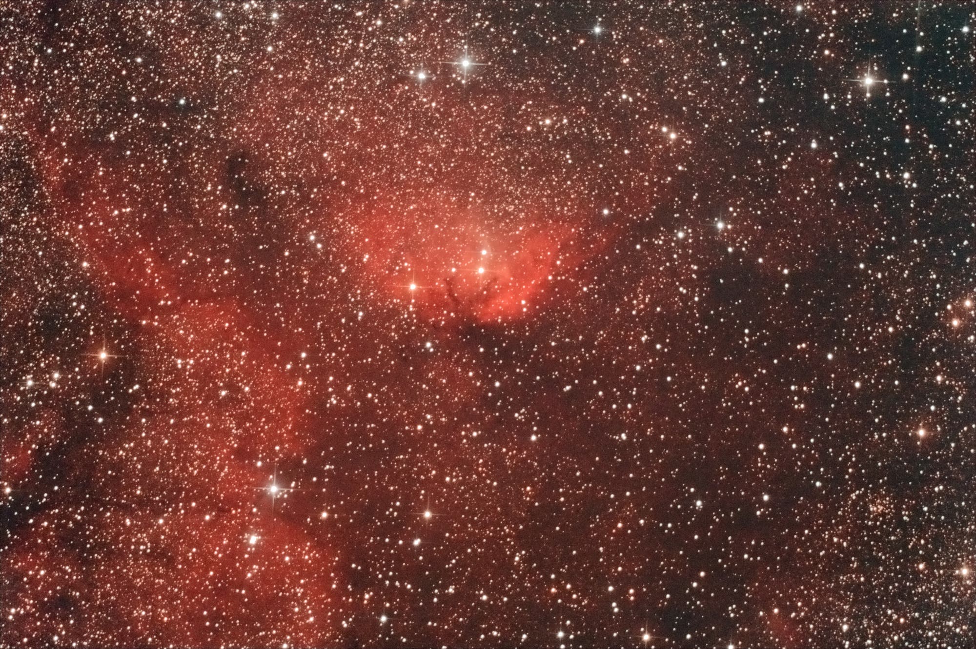 Eine Tulpe im Sternbild Schwan (Cygnus)