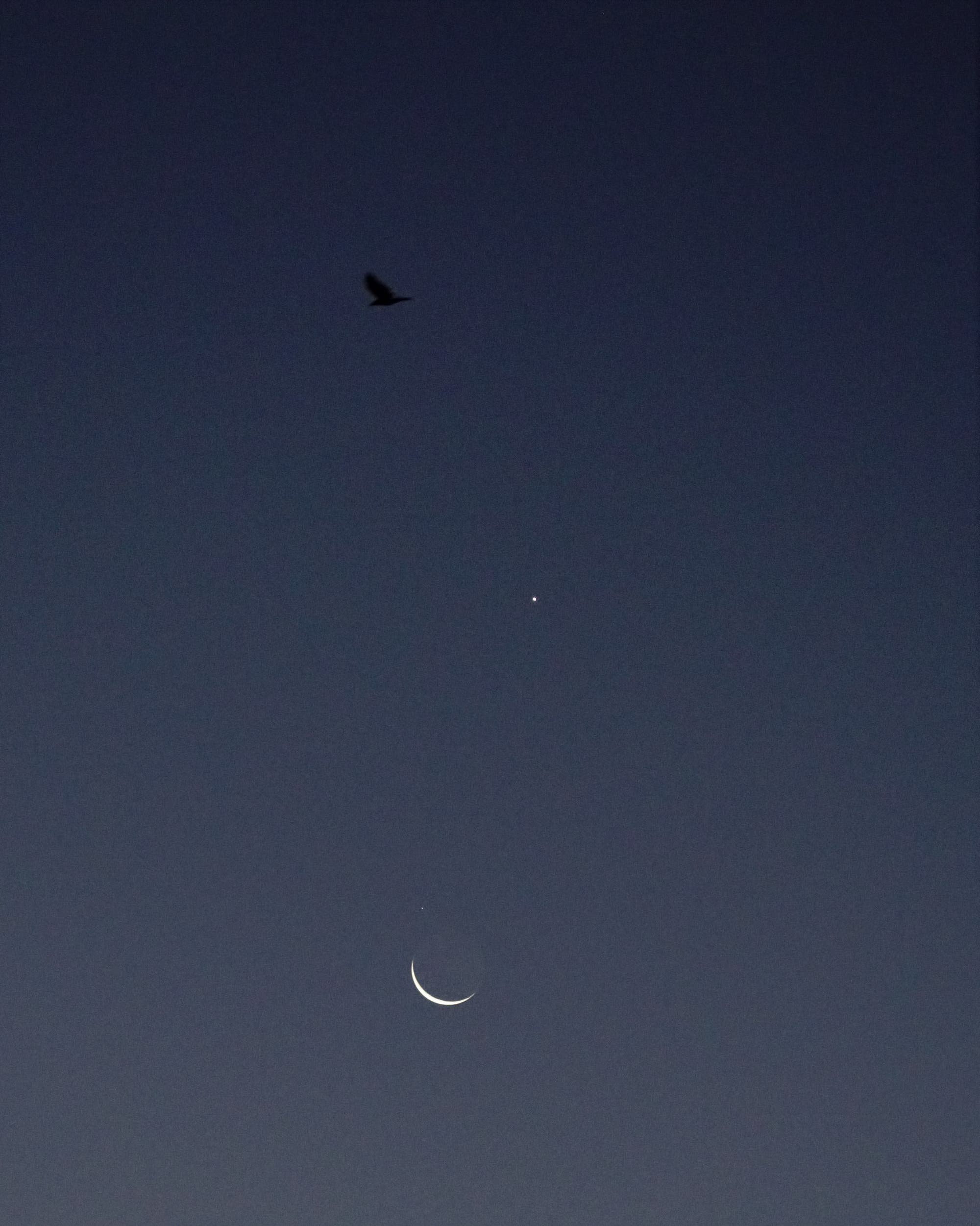 Venus und Regulus in der Mondschale