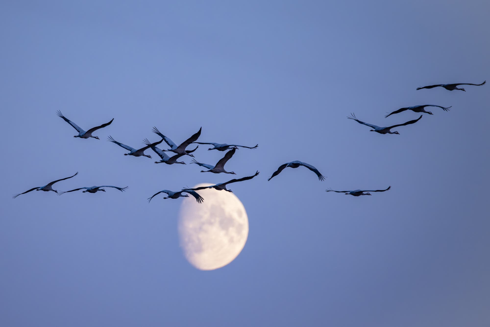 Zunehmender Mond im Vogelzug an der Peene