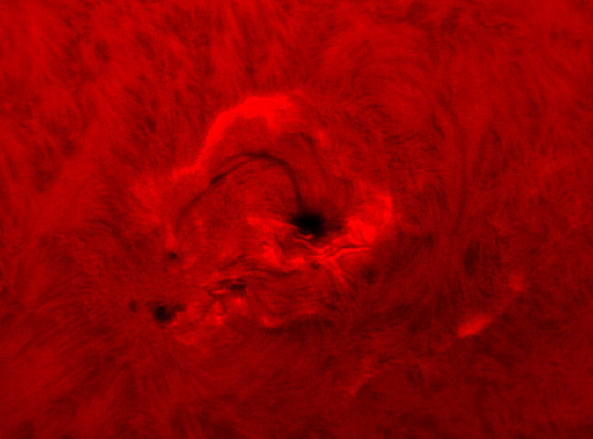Sonnenfleck 2297 in H-Alpha am 12. März 2015