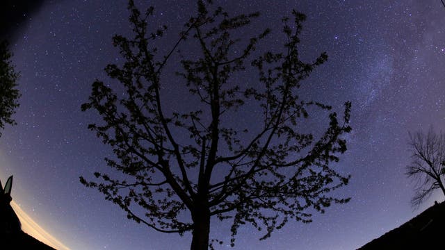 Baum vor der Milchstraße