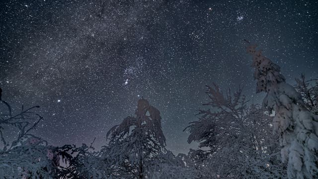Schneeüberzogene Bäume mit Orion