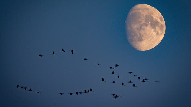 Kranichzug am Vollmond am 14. September 2024