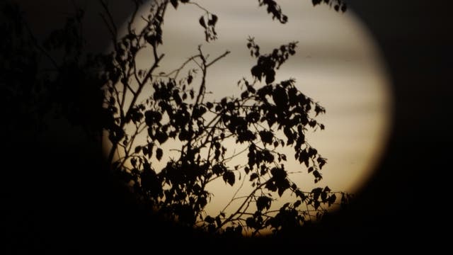 Irdische Sonnenflecken - Blätter im Sonnenuntergang