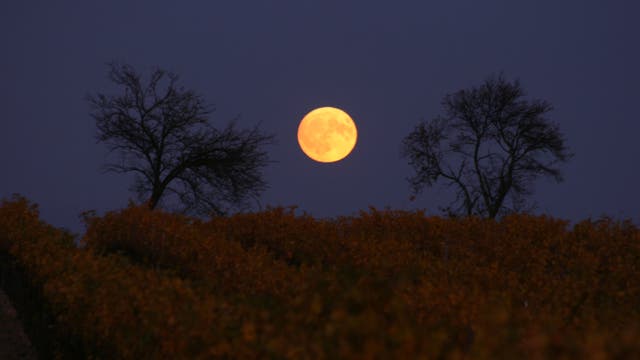 Mondaufgang über dem Weingarten