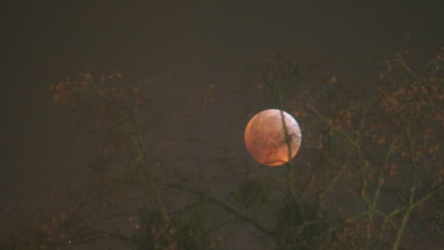 Roter Mond in den Baumwipfeln