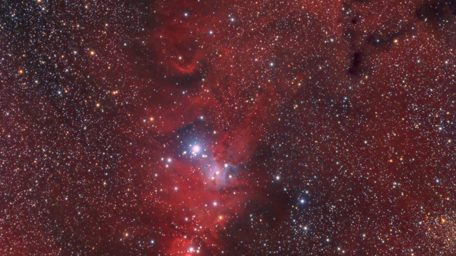 NGC 2264 Christmas Tree Cluster