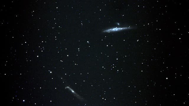 NGC 4631 Walfischgalaxie und Nachbarn
