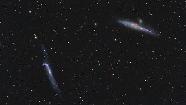 NGC 4656 + NGC 4631 - Die Wal- und Brecheisengalaxie