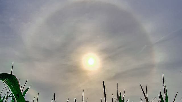 Sonnenhalo und der Mais