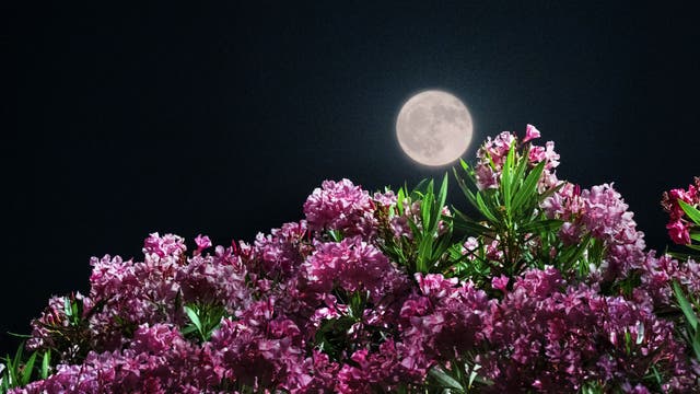Full Moon above Oleanders