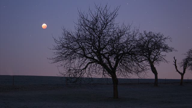 Mondfinsternis 21. Janar 2019 mit Baum in Dämmerung