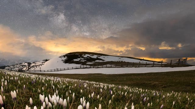 Wissen die schlafenden Krokusse von der Milchstraße?