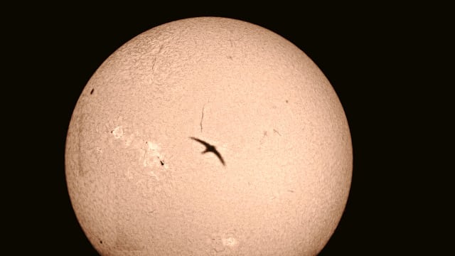 Schwalbenflug vor H-alpha-Sonne Schwalbenflug vor H-alpha-Sonne
