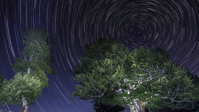 Alte Weidbuche mit Startrails Alte Weidbuche mit Startrails