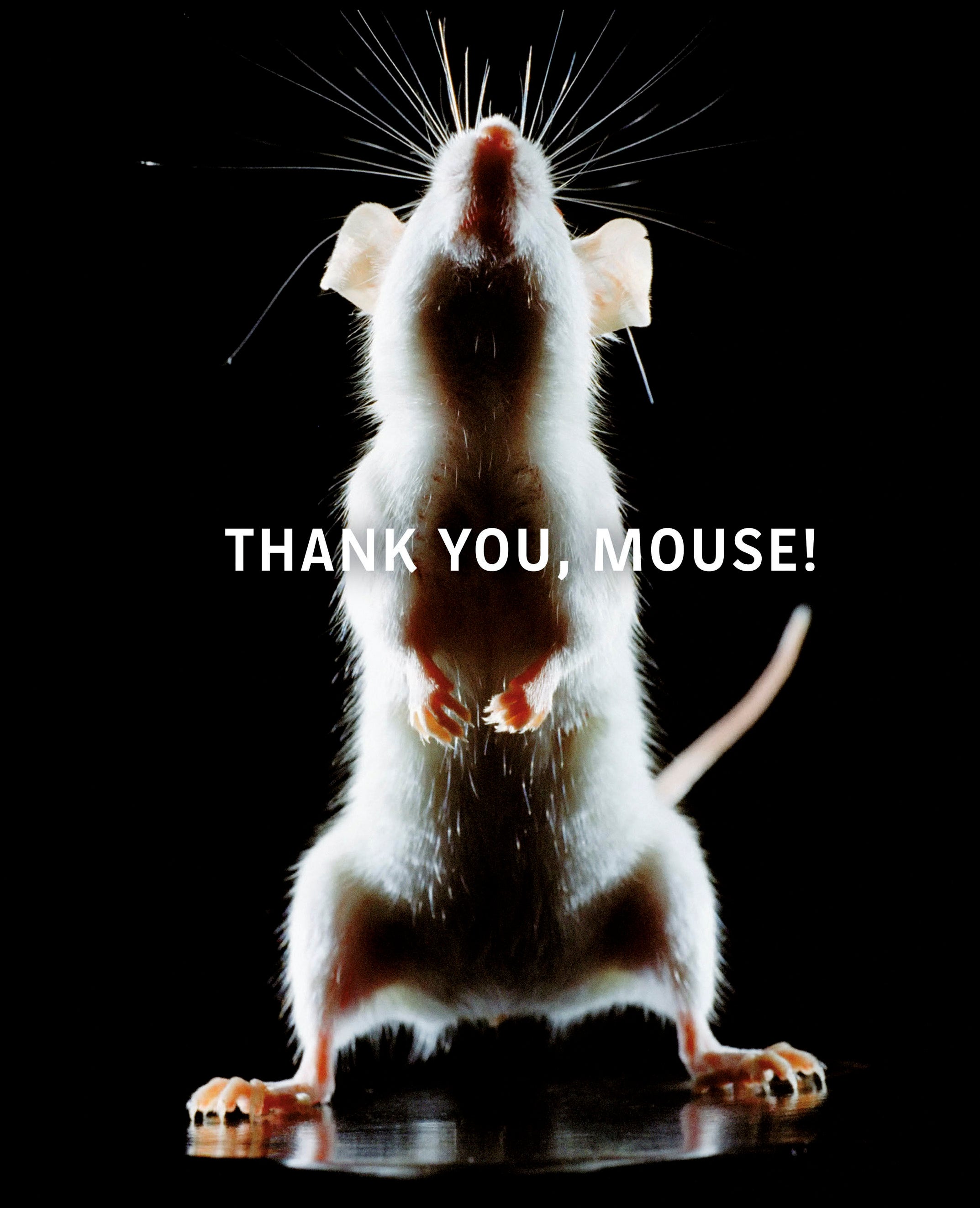 Thank you, mouse!