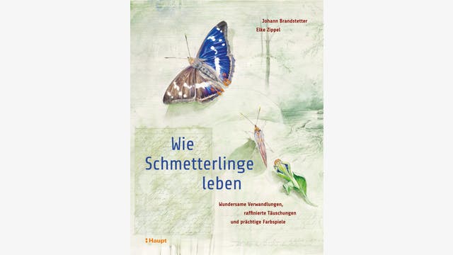 Johann Brandstetter, Elke Zippel: Wie Schmetterlinge leben
