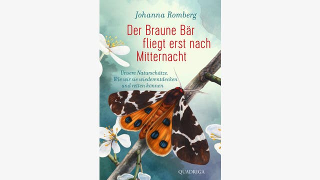 Johanna Romberg: Der Braune Bär fliegt nur nach Mitternacht