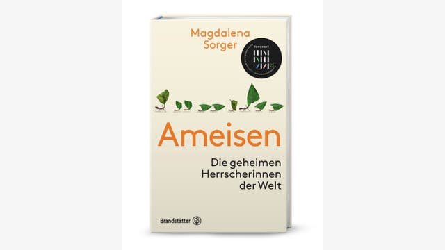 Magdalena Sorger: Ameisen