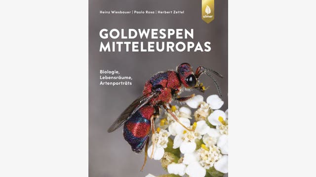 Heinz Wiesbauer, Paolo Rosa, Herbert Zettel: Die Goldwespen Mitteleuropas 