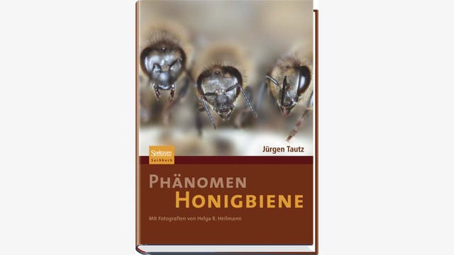 Jürgen Tautz: Phänomen Honigbiene