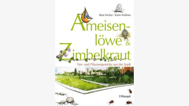 Beat Fischer & Karin Widmer : Ameisenlöwe & Zimbelkraut