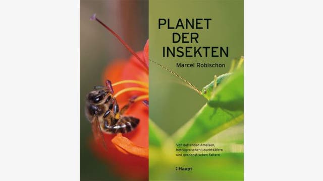 Marcel Robischon: Planet der Insekten