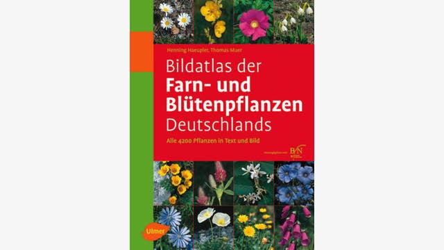 Haeupler/ Muer   : Bildatlas der Farn- und Blütenpflanzen Deutschlands   
