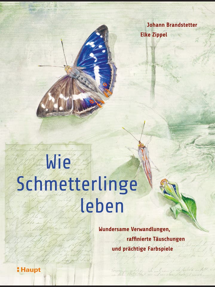 Johann Brandstetter, Elke Zippel: Wie Schmetterlinge leben