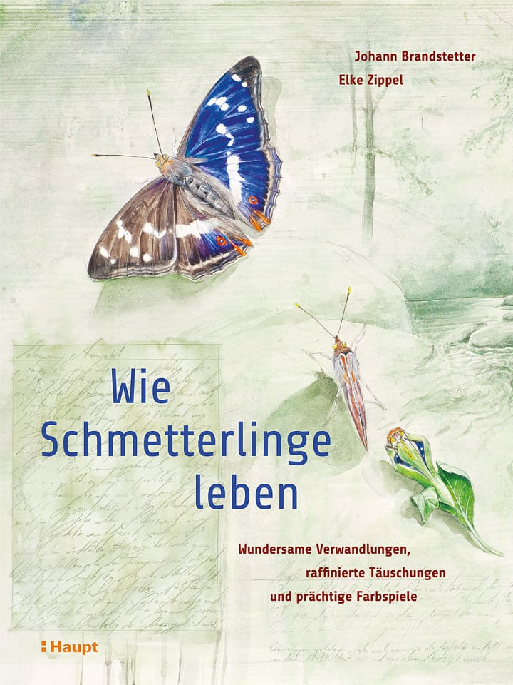 Johann Brandstetter, Elke Zippel: Wie Schmetterlinge leben Johann Brandstetter, Elke Zippel: Wie Schmetterlinge leben