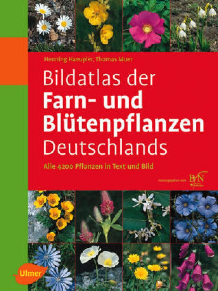 Haeupler/ Muer : Bildatlas der Farn- und Blütenpflanzen Deutschlands Haeupler/ Muer : Bildatlas der Farn- und Blütenpflanzen Deutschlands