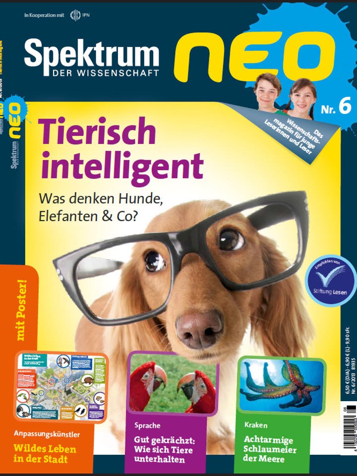 Spektrum neo – 6/2013 – Tierische Intelligenz