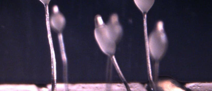 Fruchtkörper von <i>Dictyostelium</i> Fruchtkörper von <i>Dictyostelium</i>