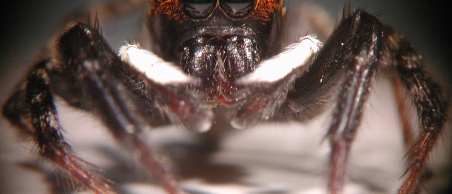 Springspinne <em>Hasarius adansoni</em> Springspinne <em>Hasarius adansoni</em>
