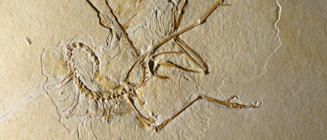 Archaeopteryx Archaeopteryx