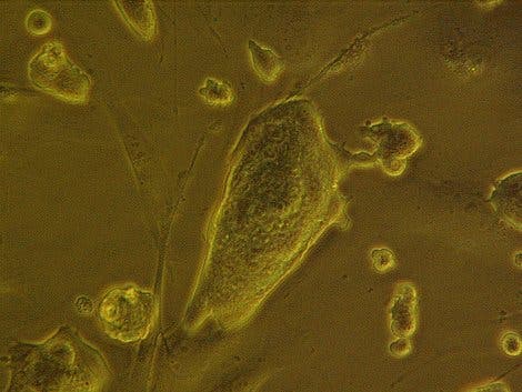 Parthenogetisch erzeugte Mäusestammzellen