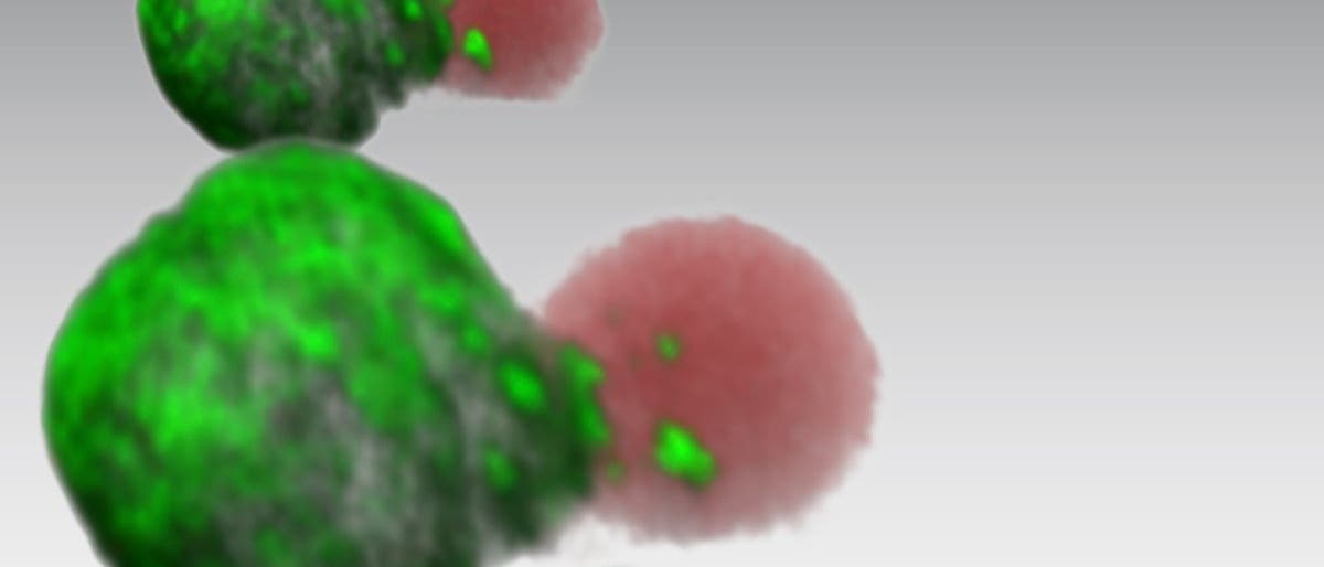 Virologische Synapsen Virologische Synapsen