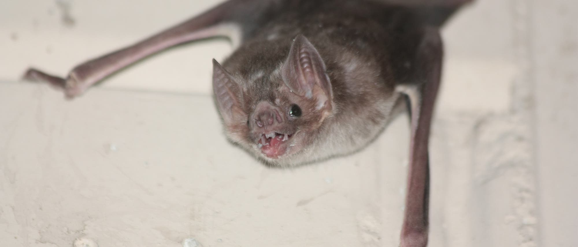 Vampirfledermaus Vampirfledermaus