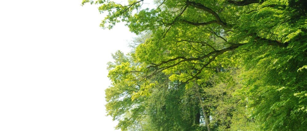 Blühende Biomasse Blühende Biomasse