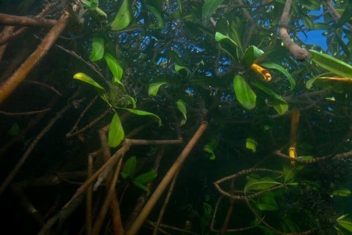 Mangrove unter Wasser