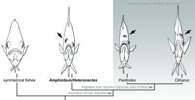 Evolution der Plattfische